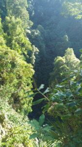 Natur in der Nähe des Salto do Cabrito, São Miguel, Azoren