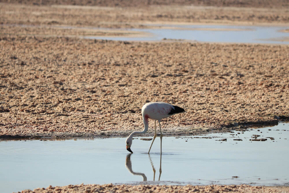Flamingo an der Laguna Chaxa in der Atacama Wüste
