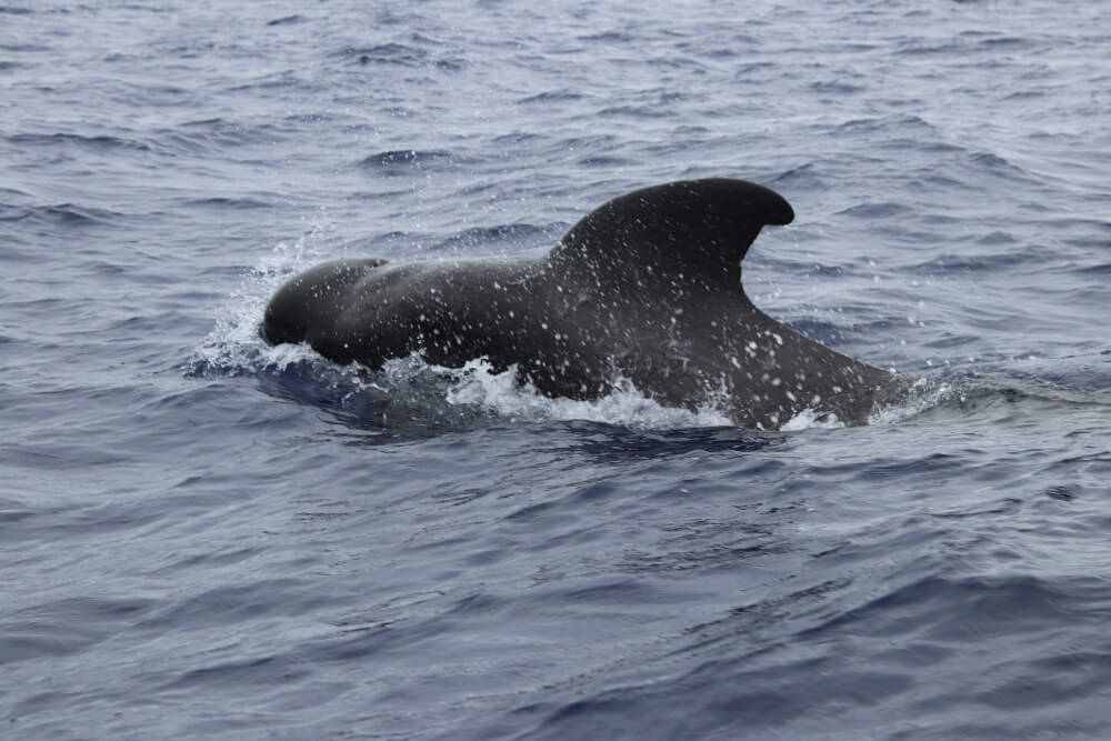 Dolphinwatching: Ein Pilotwal