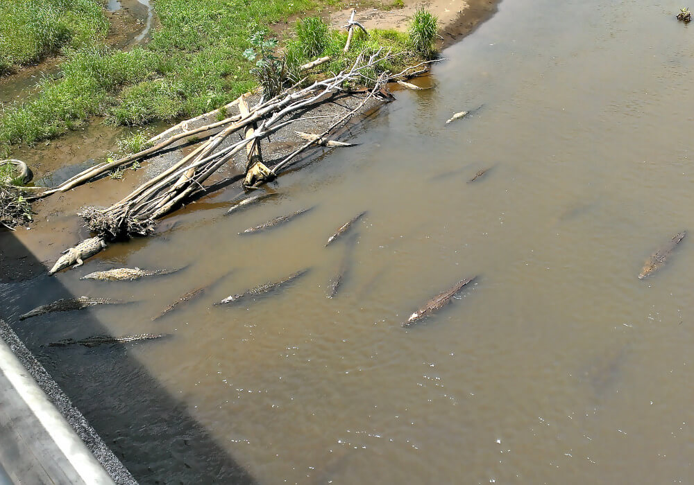 Krokodile im Fluss Tarcoles